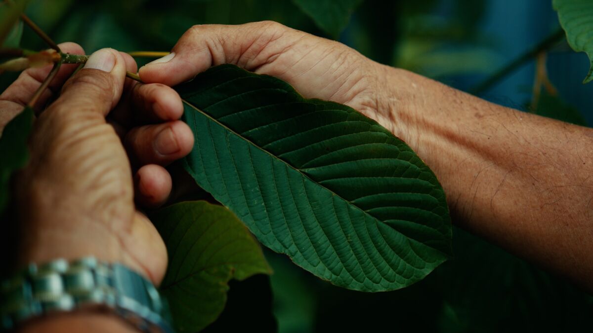 Green Maeng Da Kratom: A Top Choice for Potency and Energy